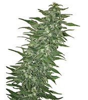 Rishi Kush regular (Mandala Seeds)