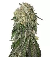 Amherst Sour Diesel (Humboldt Seeds)