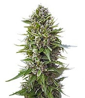 Auto Northern Lights feminized seeds (00 Seeds)