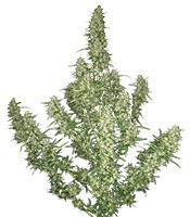 Buddha Magnum Auto feminized seeds