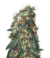 ComPassion feminized seeds