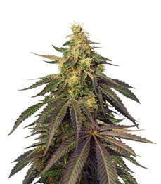 Cream Caramel CBD feminized seeds