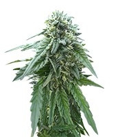 Early Skunk Regular seeds