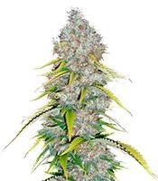 Excalibur (Eva Seeds) Cannabis-Samen