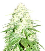 Green Mango feminized seeds