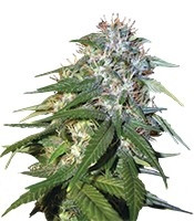 Sour Cream feminized seeds