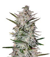 Graines de cannabis Holy Punch (GHS)