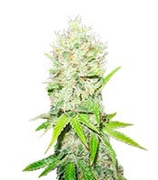 Graines de cannabis Jack La Mota (Medical Seeds)