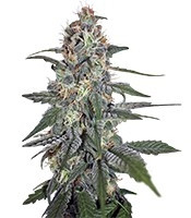 Krystalica Regular seeds