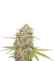 Graines de cannabis Lemon Skunk regular (DNA Genetics)