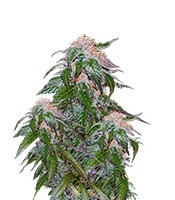 Graines de cannabis Medical VIP (VIP seeds)