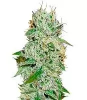 Original Juan Herer (Delicious Seeds) Cannabis-Samen