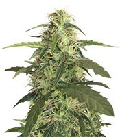 Auto Blue Pyramid (Pyramid Seeds) Cannabis-Samen