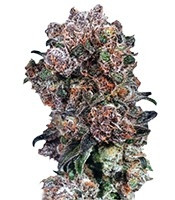 Graines de cannabis Blueberry regular (Dutch Passion)