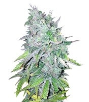 AK-48 Regular (Nirvana Seeds)