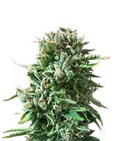 Bubba Kush feminized seeds (Dinafem Seeds)