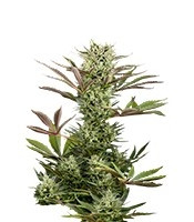 Deep Cheese (Dinafem Seeds)