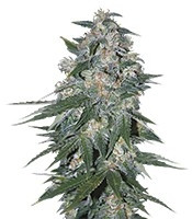 Ketama feminized seeds