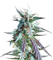 Kilimanjaro (World of Seeds) Cannabis-Samen