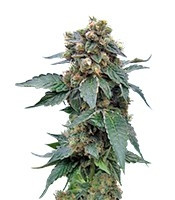 S.A.G.E 'n Sour regular seeds