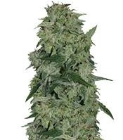 Osiris feminized seeds