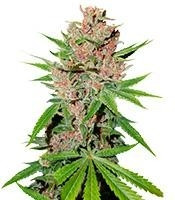 Passion Fruit feminized seeds