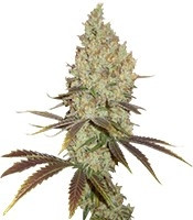 Red Dragon (Barney's Farm) Cannabis-Samen