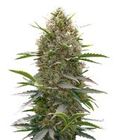 Amnesia Kush (Dinafem Seeds)