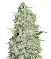 Bubble Gum feminized seeds