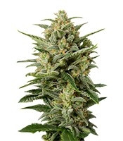 Graines de cannabis Cheese XXL Autoflowering (Dinafem Seeds)