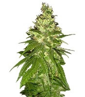 Mekong High (Dutch Passion) Cannabis-Samen