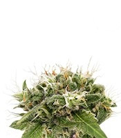 Original Strawberry Cough feminized seeds