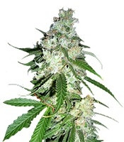 Graines de cannabis Power Kush (Dinafem Seeds)