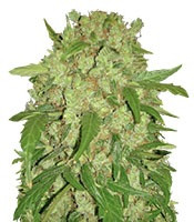 Auto Wembley feminized seeds