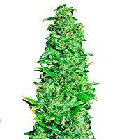 High Level feminized seeds