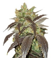 Spoetnik #1 (Paradise Seeds) Cannabis-Samen