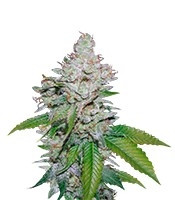 White Berry feminized seeds (VIP Seeds)