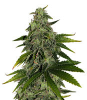 Pure Power Plant (Nirvana Seeds) Cannabis-Samen