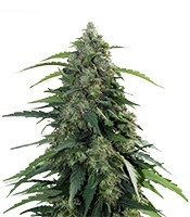 Graines féminisées de Buddha Syrup Auto (Buddha Seeds)