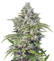 San Fernando Lemon Kush feminized seeds