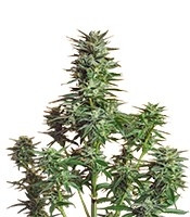 Snow White feminized seeds