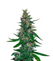 Timanfaya Auto (VIP seeds) Cannabis-Samen