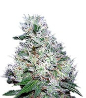 Bubble Gum regular (Serious Seeds) Cannabis-Samen