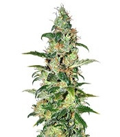 Chronic Haze (World of Seeds) Cannabis-Samen