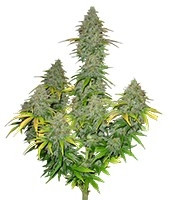 Graines de cannabis Fast Bud Auto (Sweet Seeds)