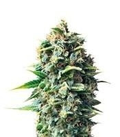 Pineapple Kush feminized seeds