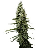 Arjan's Haze #3 feminized seeds