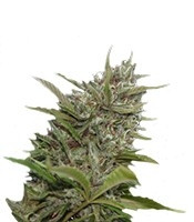 Auto Whiteberry (Paradise Seeds)