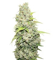 BCN Sour Diesel feminized seeds