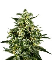 Himalaya Gold feminized seeds